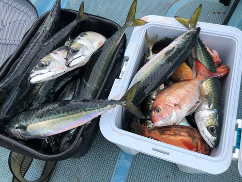 サバの釣果