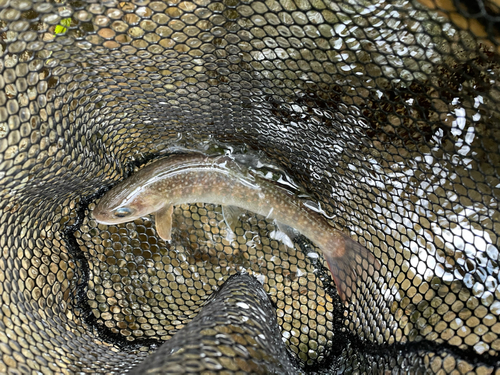 イワナの釣果