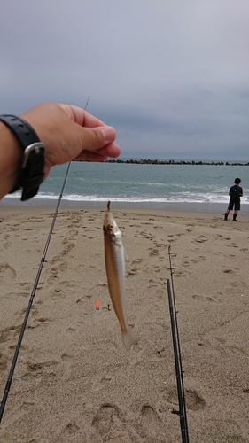 シロギスの釣果