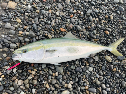 ワラサの釣果