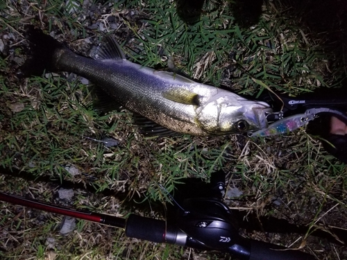 セイゴ（マルスズキ）の釣果