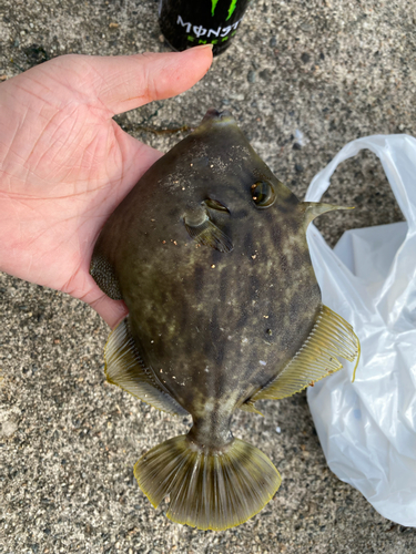 カワハギの釣果