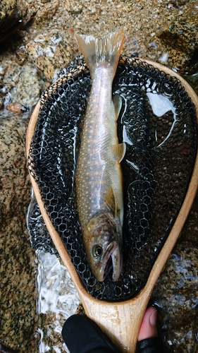 イワナの釣果