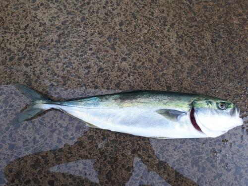 イナダの釣果