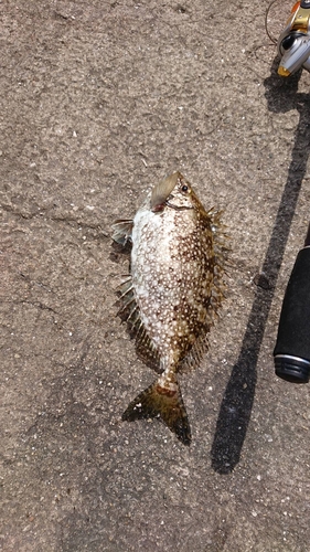 アイゴの釣果