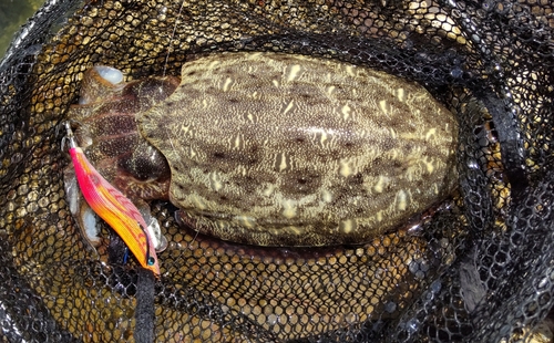 モンゴウイカの釣果