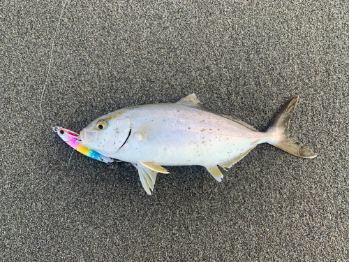 ショゴの釣果