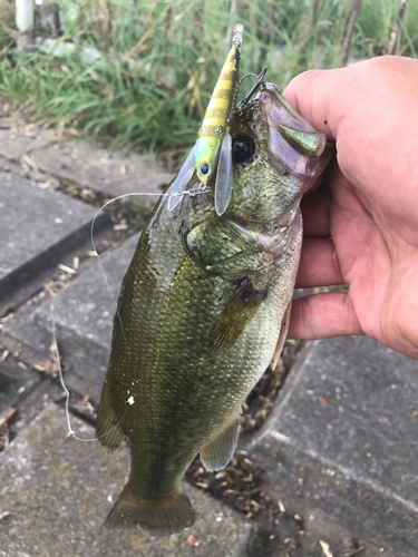 ラージマウスバスの釣果