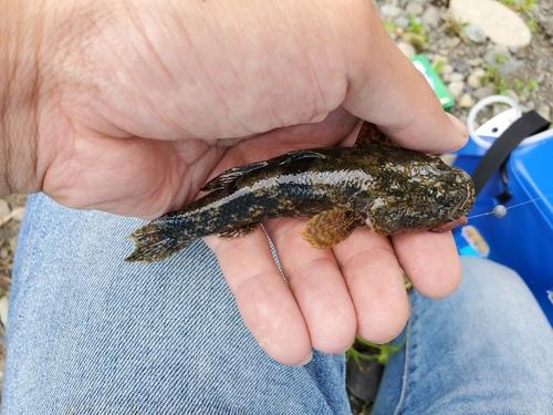 ヌマチチブの釣果