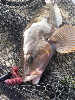 アイナメの釣果