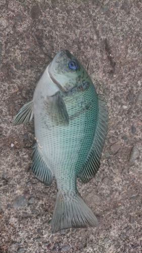 メジナの釣果