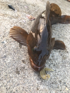 アイナメの釣果