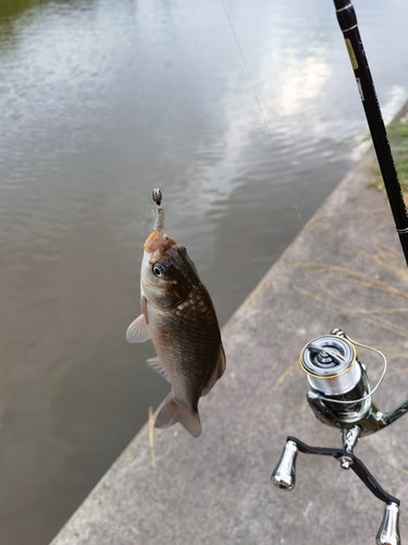 フナの釣果