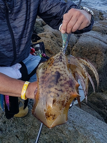 アオリイカの釣果