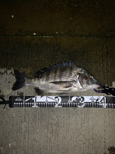 クロダイの釣果