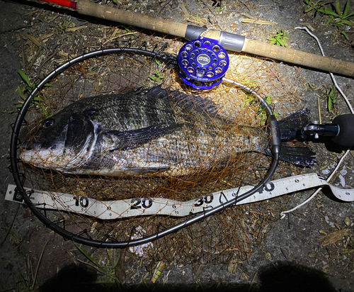 クロダイの釣果