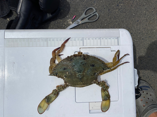 ワタリガニの釣果