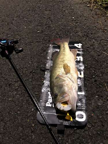 ブラックバスの釣果