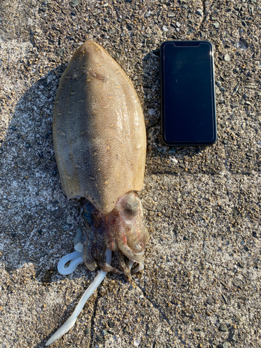 キスの釣果