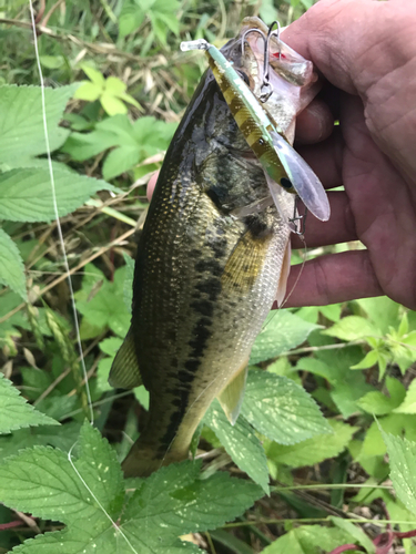 ラージマウスバスの釣果