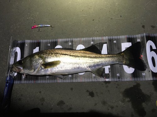 シーバスの釣果