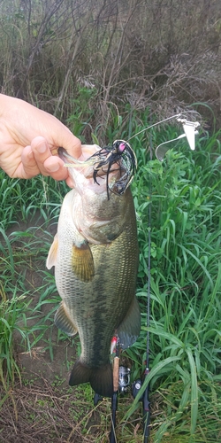 ラージマウスバスの釣果