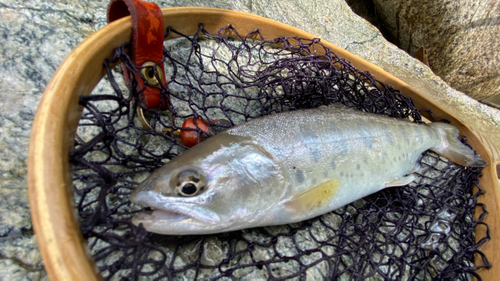 ヤマメの釣果