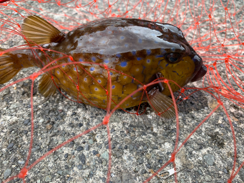 ハコフグの釣果