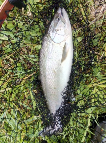 サクラマスの釣果