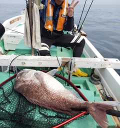 マダイの釣果