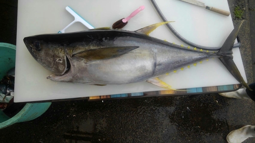 キハダマグロの釣果