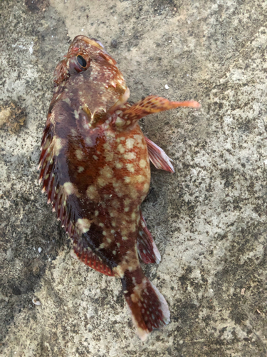 カサゴの釣果