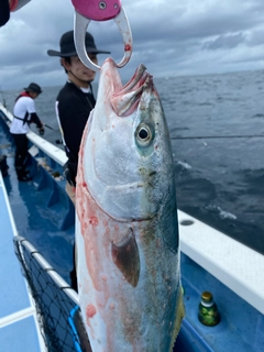 ワラサの釣果