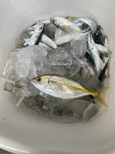 シマアジの釣果