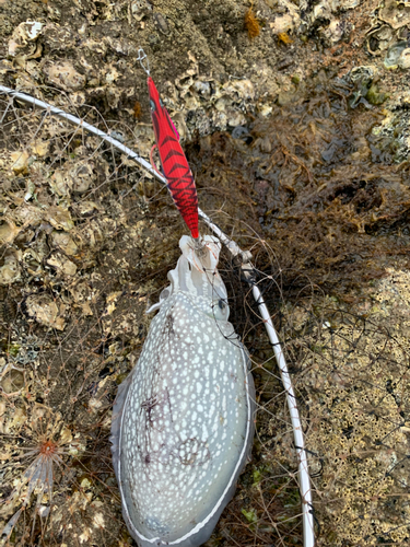 シリヤケイカの釣果