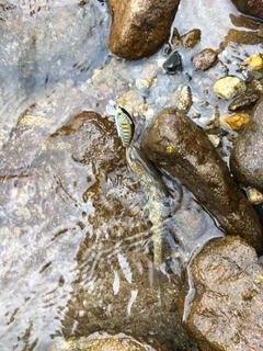 ニッコウイワナの釣果