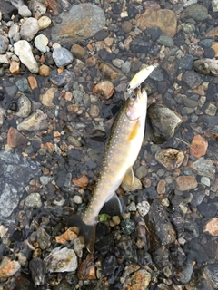 ニッコウイワナの釣果