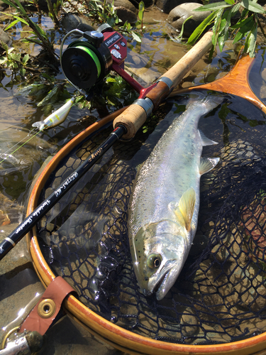 ヤマメの釣果