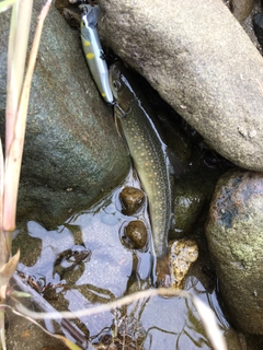 ニッコウイワナの釣果