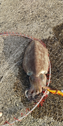 コウイカの釣果