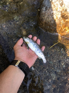 ヤマメの釣果