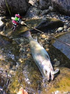 ニッコウイワナの釣果