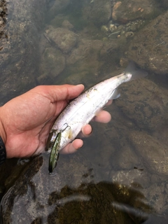 ヤマメの釣果