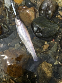 ニッコウイワナの釣果