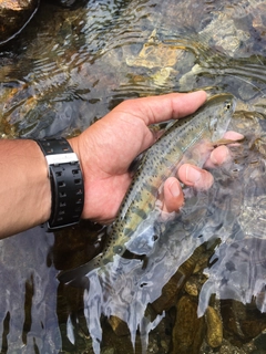 ヤマメの釣果