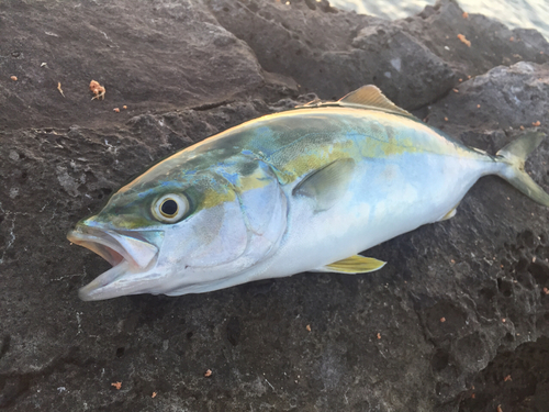 ツバスの釣果