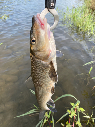 ニゴイの釣果