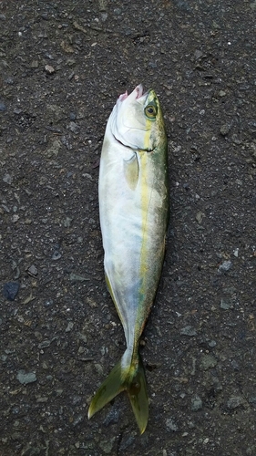 ワカナゴの釣果