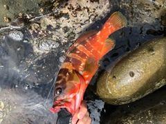 アカハタの釣果