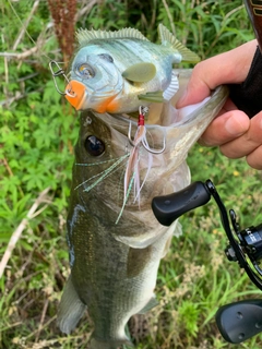 ブラックバスの釣果